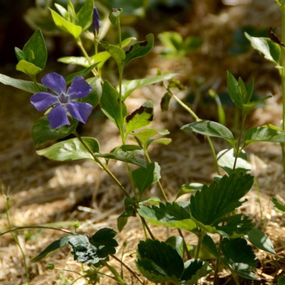 Pervenche et fleurs violettes en Vendée